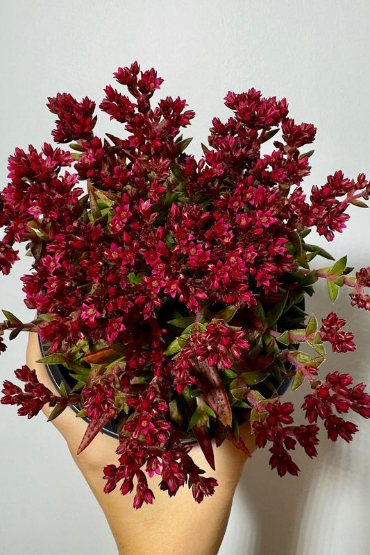 Crassula Schmidtii - www.augi - plants.lv