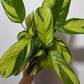 Ctenanthe Pilosa Mosaic - www.augi - plants.lv