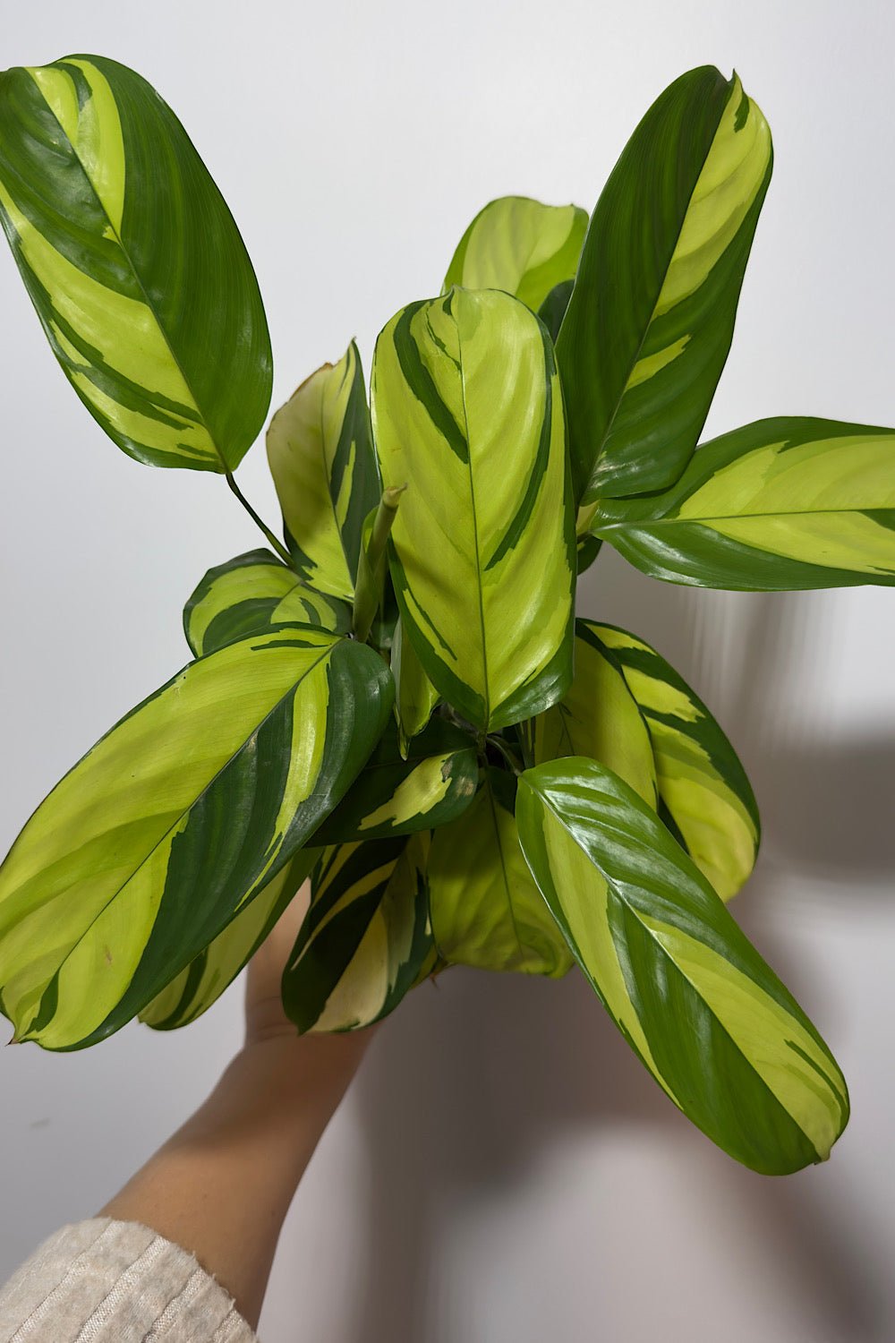 Ctenanthe Pilosa Mosaic - www.augi - plants.lv