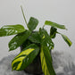 Ctenanthe Pilosa Mosaic - www.augi - plants.lv