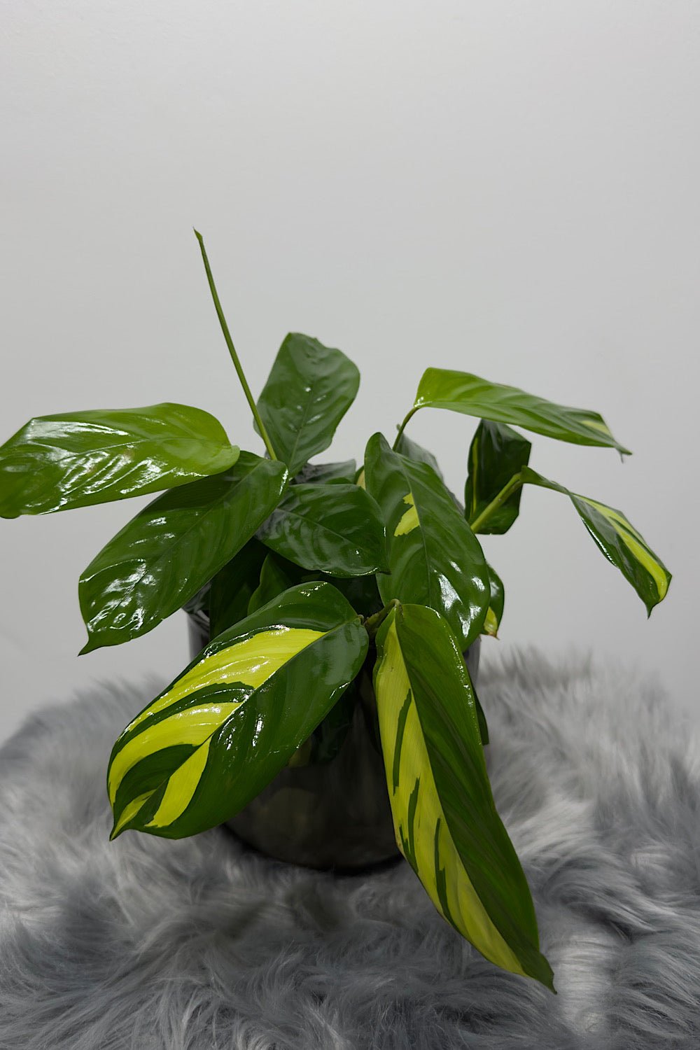 Ctenanthe Pilosa Mosaic - www.augi - plants.lv