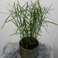 Cyperus Jela - www.augi - plants.lv