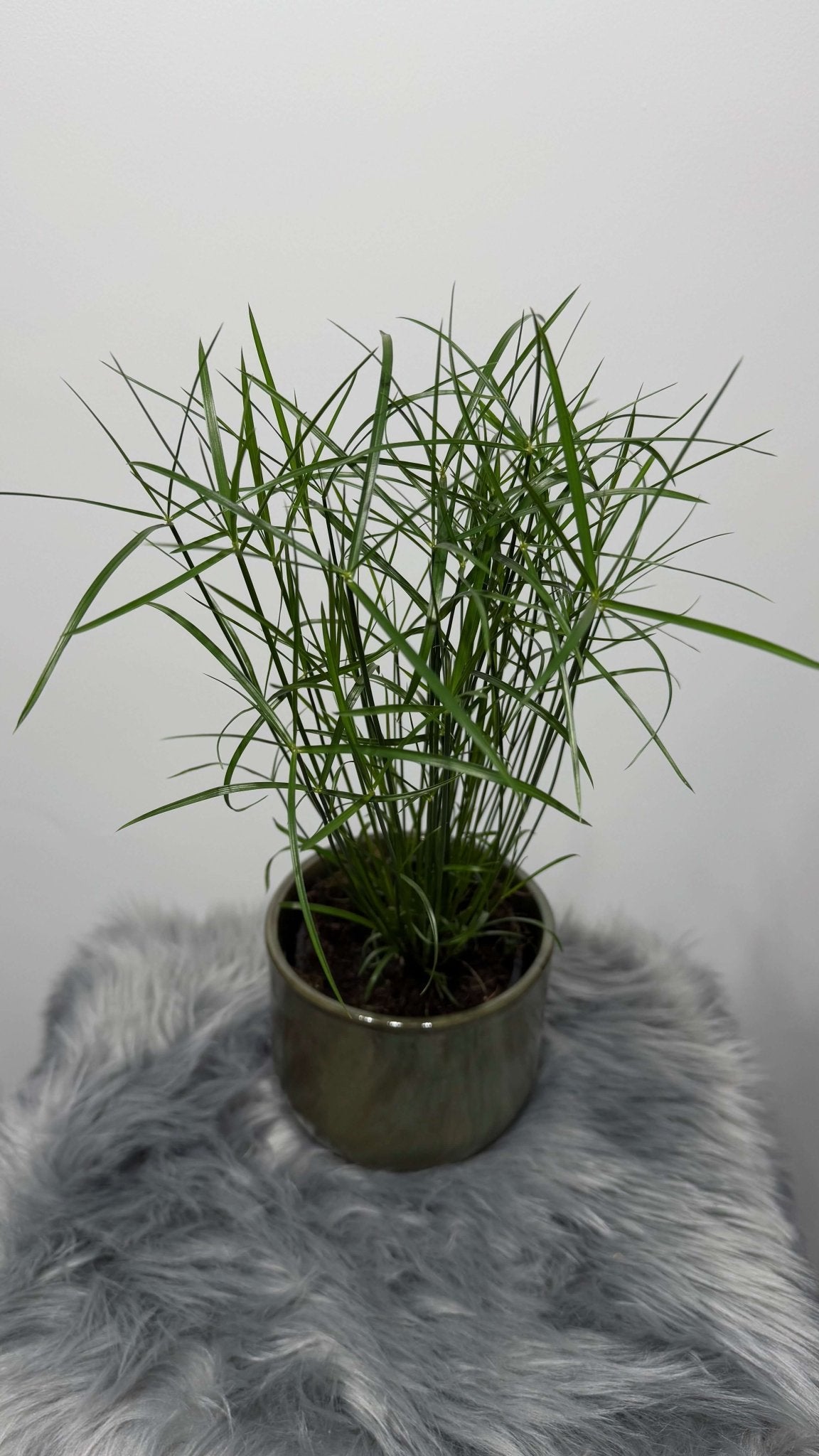Cyperus Jela - www.augi - plants.lv