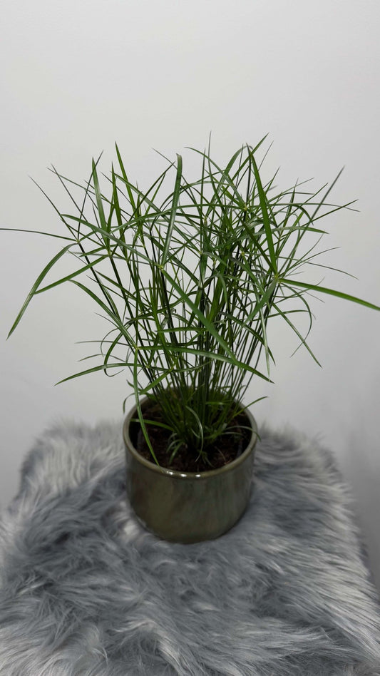 Cyperus Jela - www.augi - plants.lv