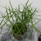 Cyperus Jela - www.augi - plants.lv