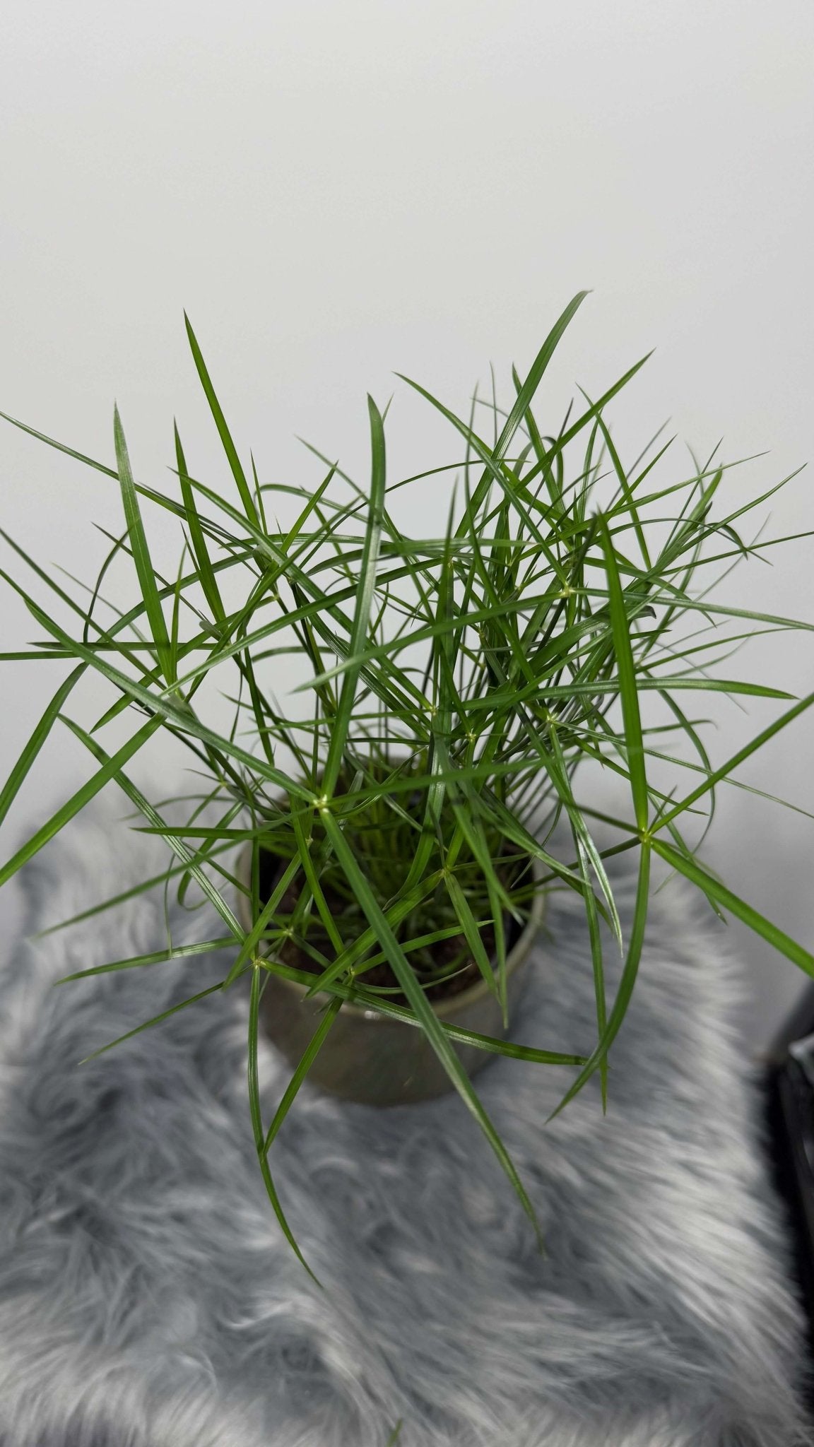 Cyperus Jela - www.augi - plants.lv