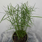 Cyperus Jela - www.augi - plants.lv
