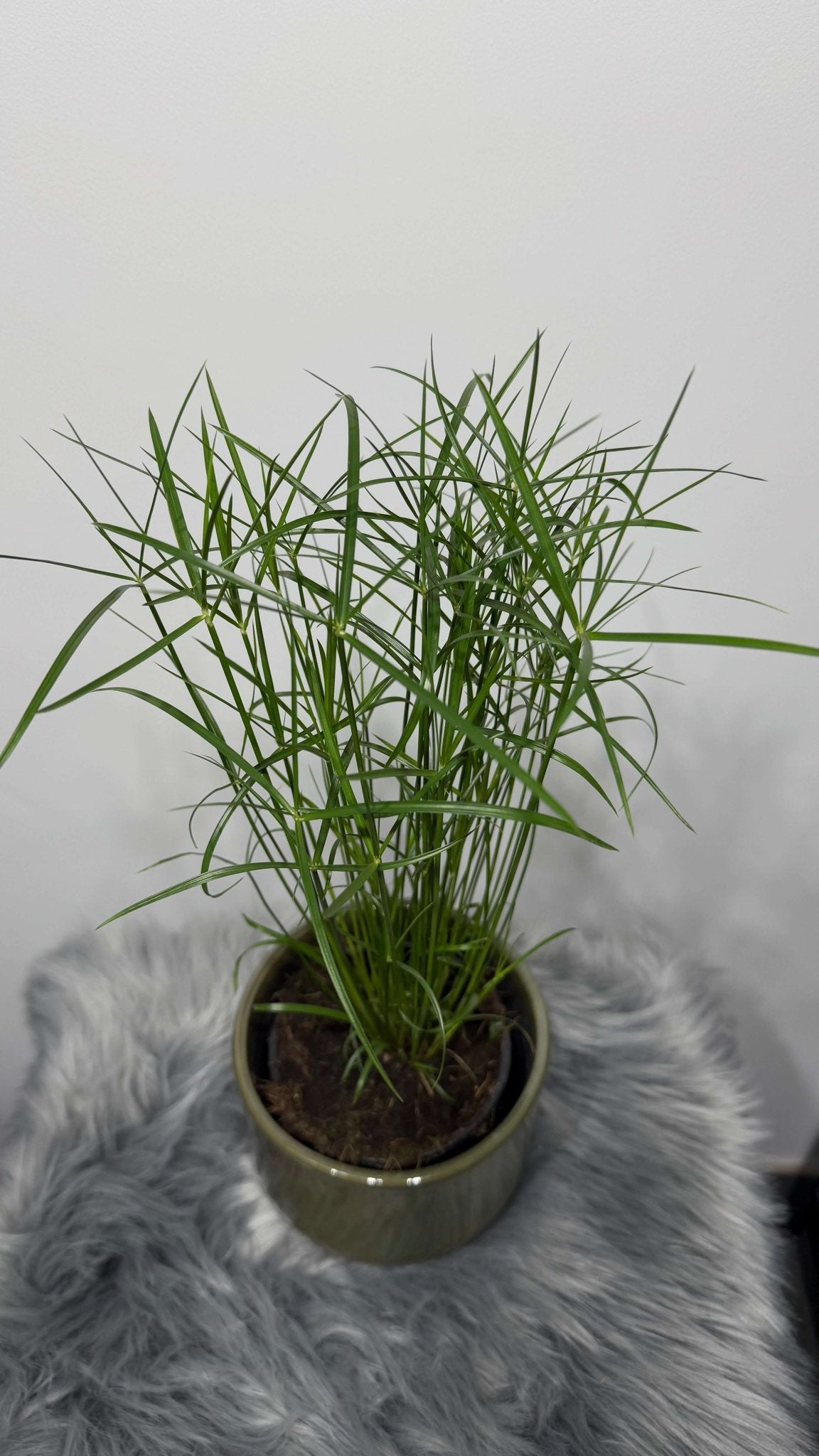 Cyperus Jela - www.augi - plants.lv