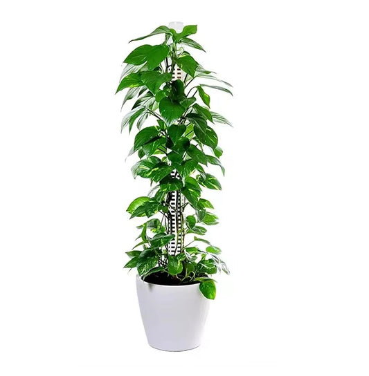 Sfagnu sūnu stabi 50cm