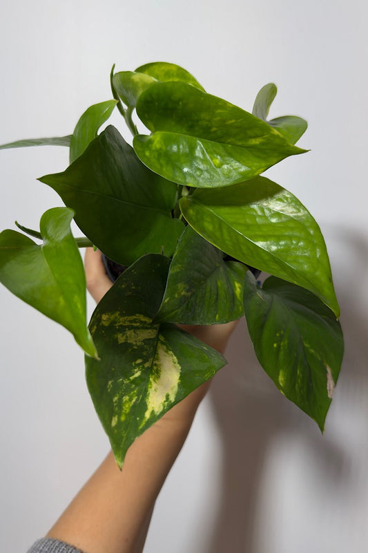 Epipremnum Pothos Gold - www.augi - plants.lv