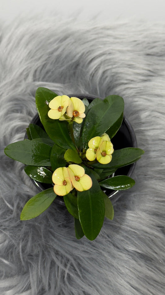 Euphorbia Milii Beige - www.augi - plants.lv
