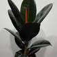 Ficus elastica Abidjan - www.augi - plants.lv
