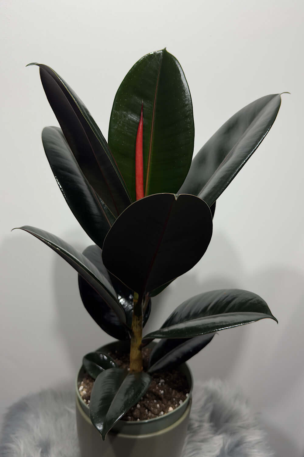 Ficus elastica Abidjan - www.augi - plants.lv