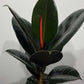Ficus elastica Abidjan - www.augi - plants.lv