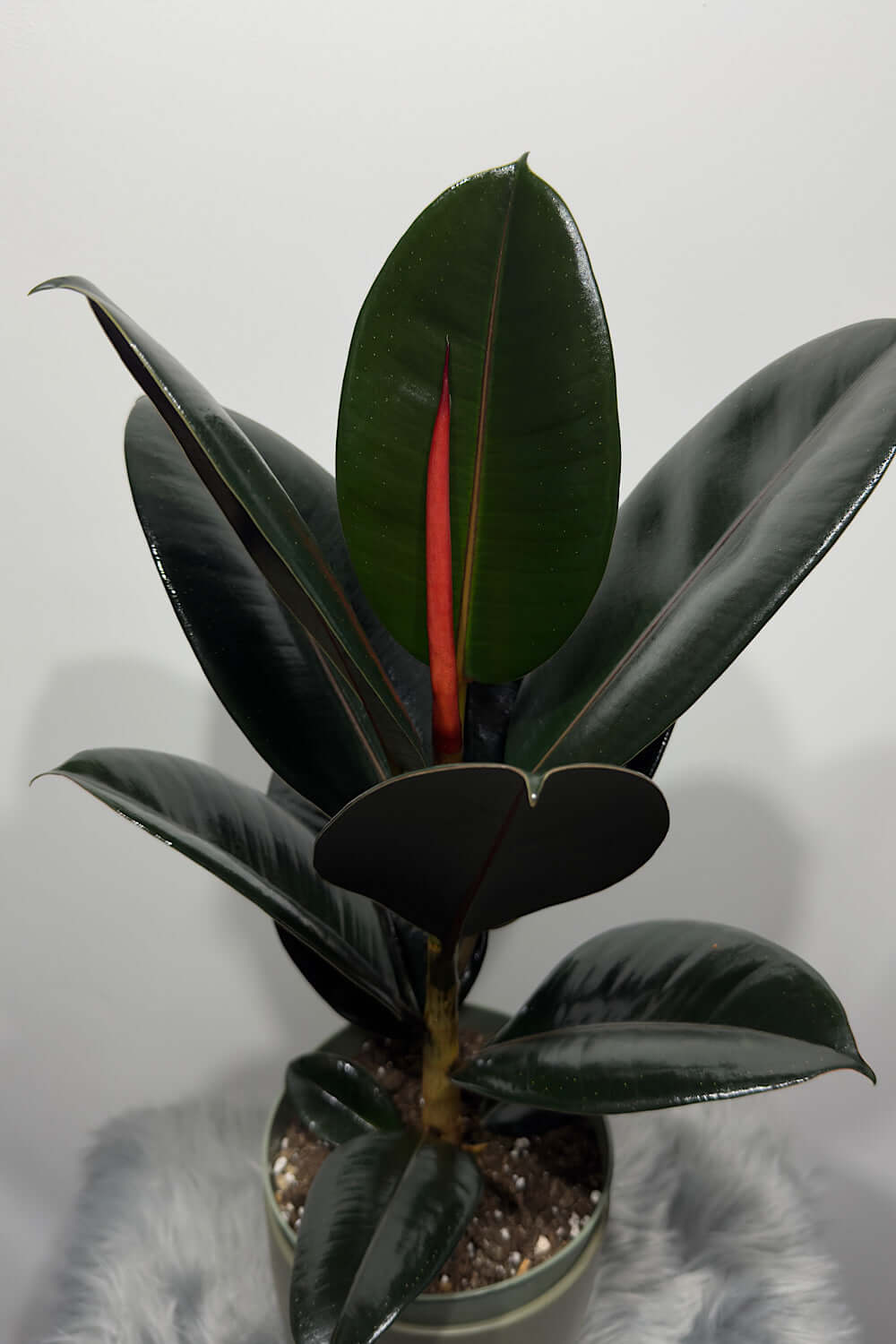 Ficus elastica Abidjan - www.augi - plants.lv