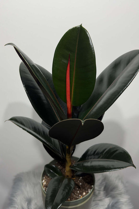 Ficus elastica Abidjan - www.augi - plants.lv