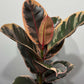 Ficus elastica Belize - www.augi - plants.lv