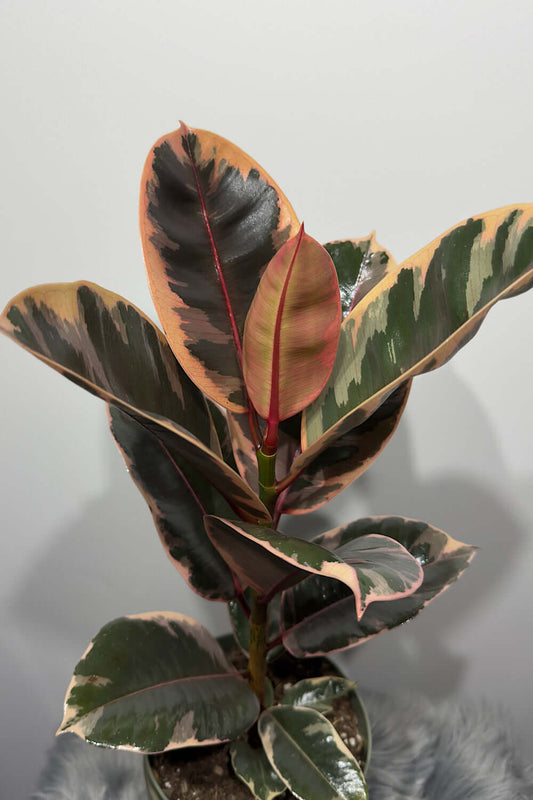 Ficus elastica Belize - www.augi - plants.lv