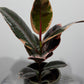 Ficus elastica Belize - www.augi - plants.lv
