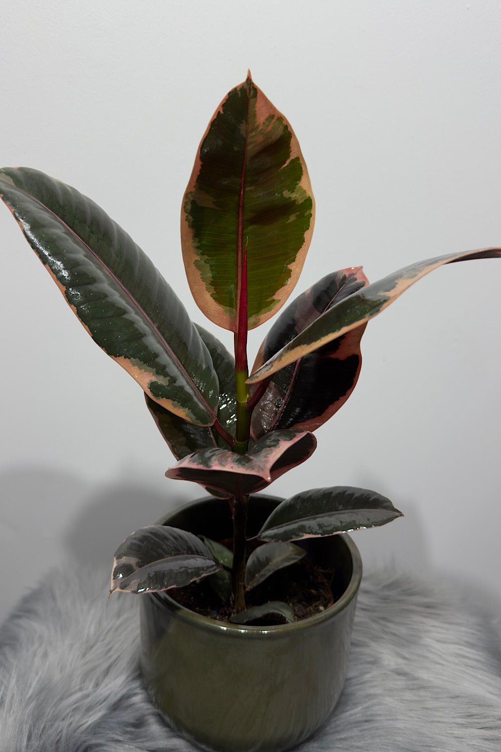 Ficus elastica Belize - www.augi - plants.lv