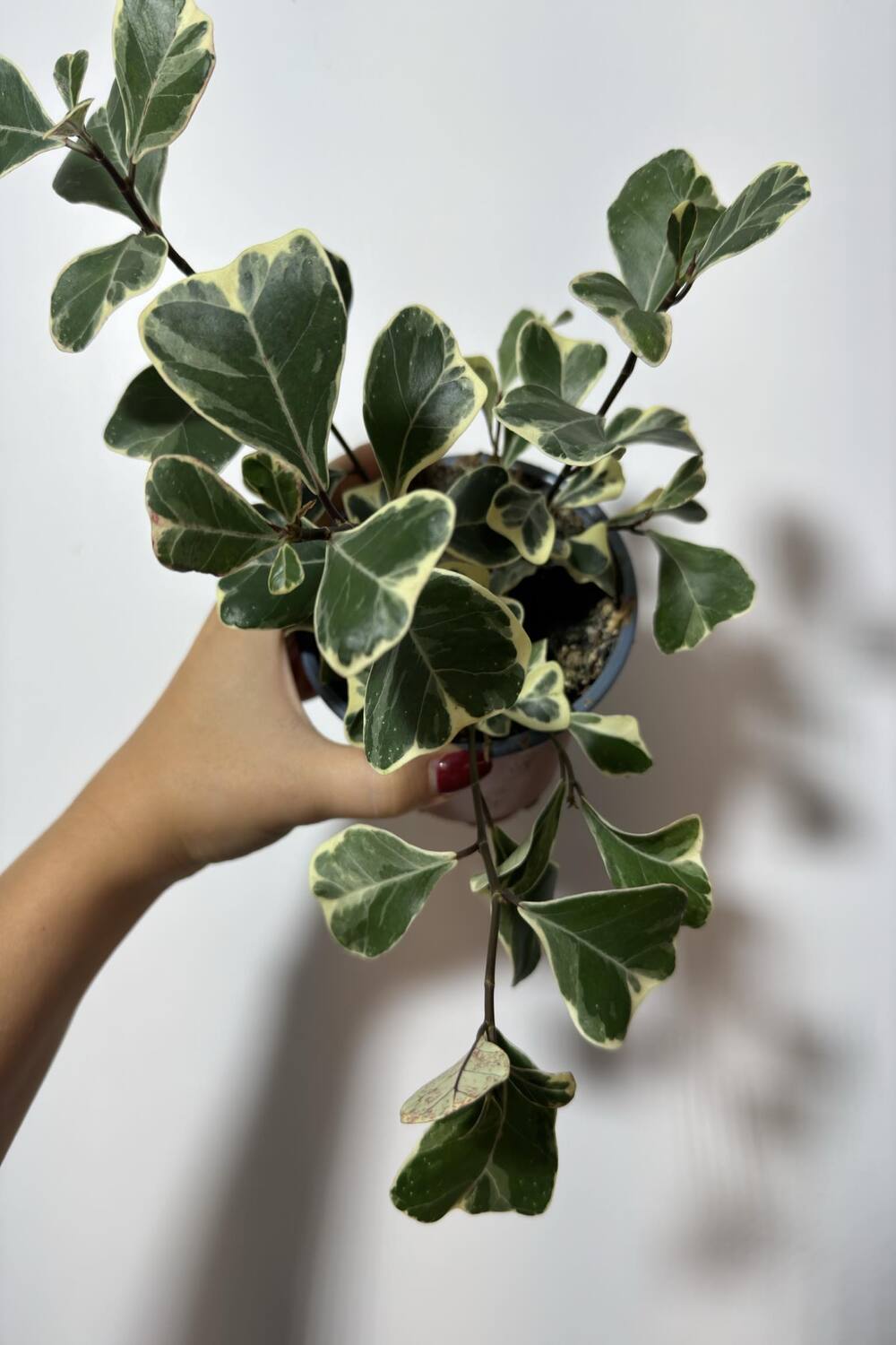 Ficus Triangularis Variegated - www.augi - plants.lv