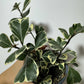Ficus Triangularis Variegated - www.augi - plants.lv