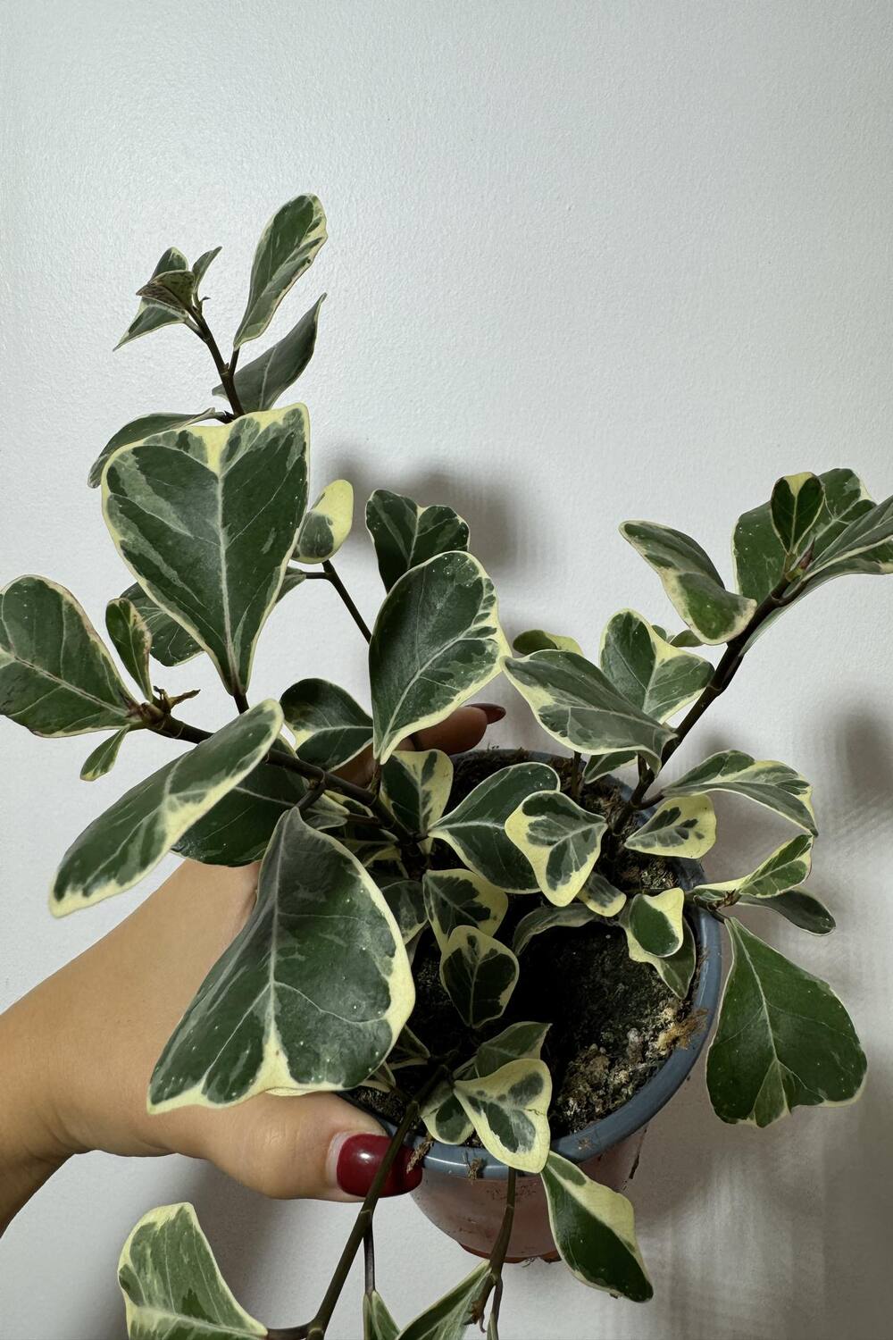 Ficus Triangularis Variegated - www.augi - plants.lv