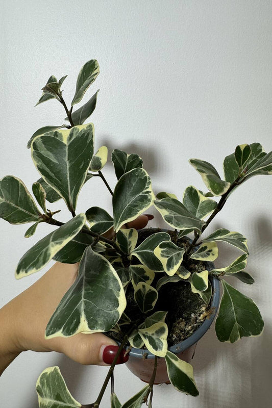 Ficus Triangularis Variegated - www.augi - plants.lv