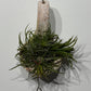 Gaisa augs Tillandsia Air plant 3 - www.augi - plants.lv
