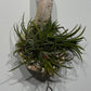 Gaisa augs Tillandsia Air plant 3 - www.augi - plants.lv