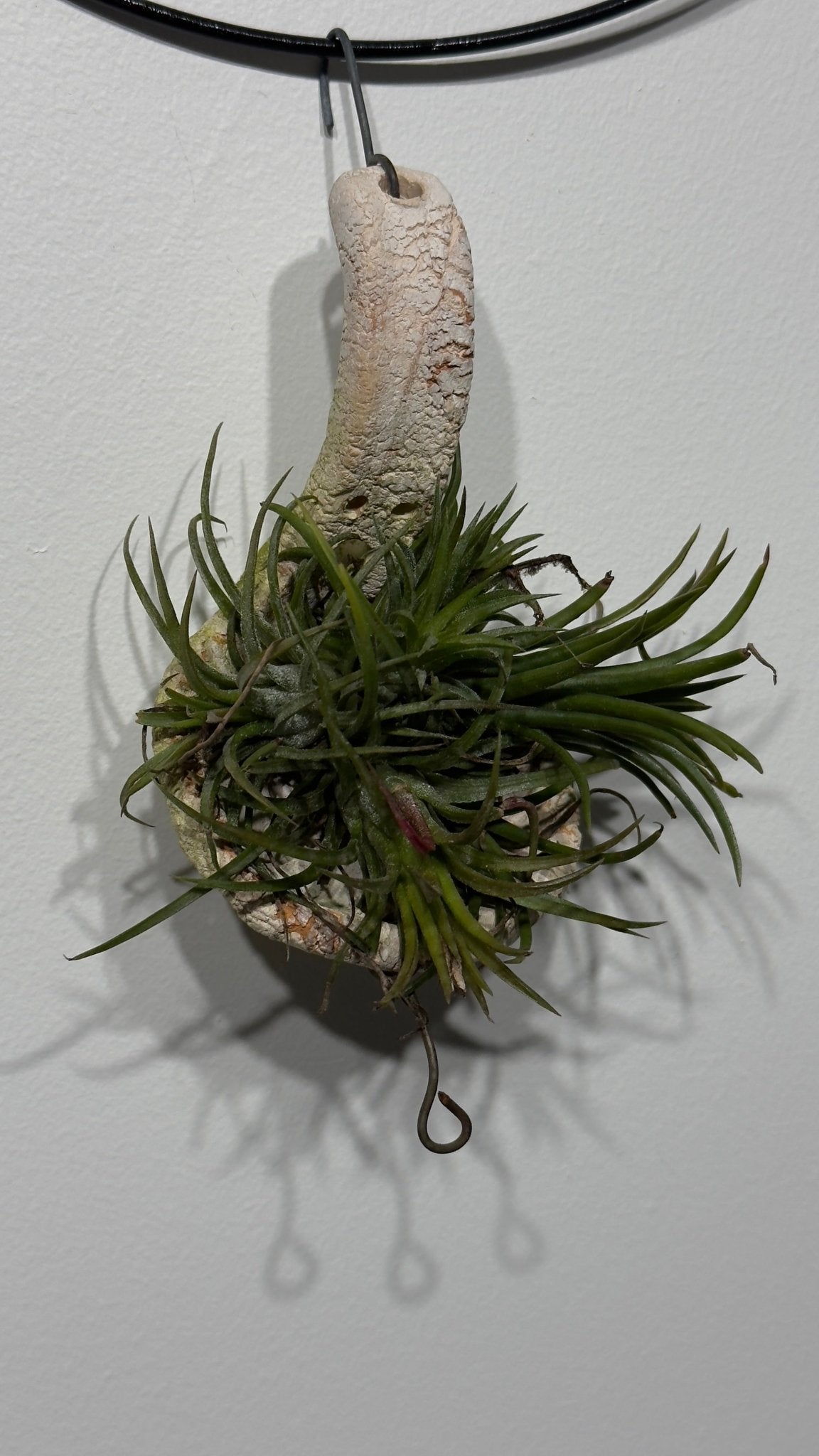Gaisa augs Tillandsia Air plant 3 - www.augi - plants.lv
