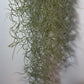 Gaisa augs Tillandsia Usneoides Air plant - www.augi - plants.lv
