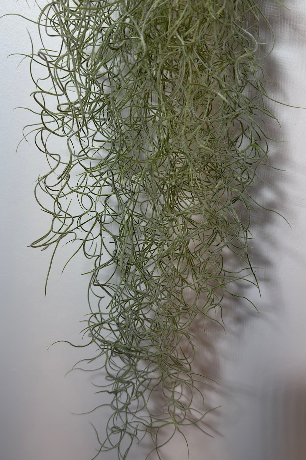 Gaisa augs Tillandsia Usneoides Air plant - www.augi - plants.lv
