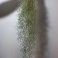 Gaisa augs Tillandsia Usneoides Air plant - www.augi - plants.lv