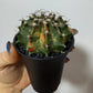 Gymnocalycium mihanovichii variegata - www.augi - plants.lv