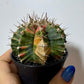 Gymnocalycium mihanovichii variegata - www.augi - plants.lv
