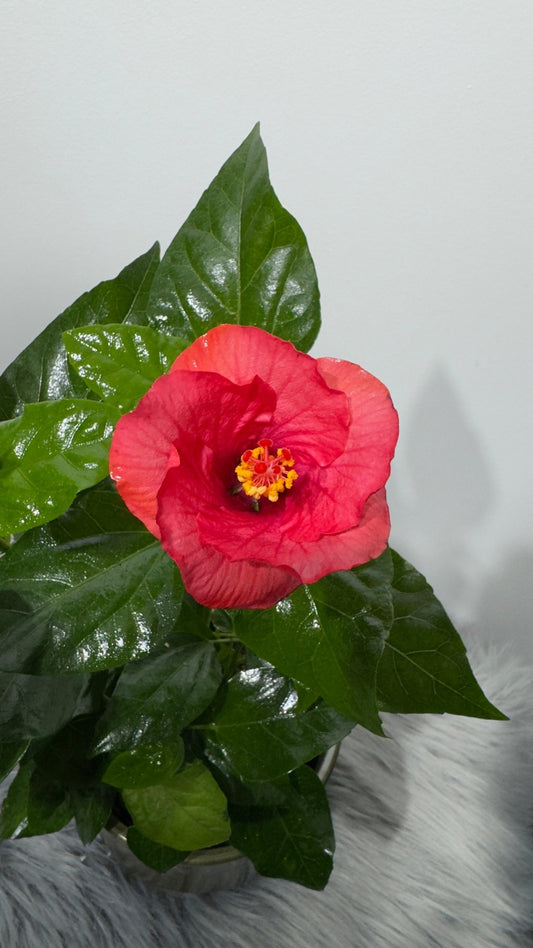 Hibiscus Sunny Vanetie - www.augi - plants.lv