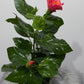 Hibiscus Sunny Vanetie - www.augi - plants.lv