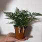 Humata Tyermannii - www.augi - plants.lv