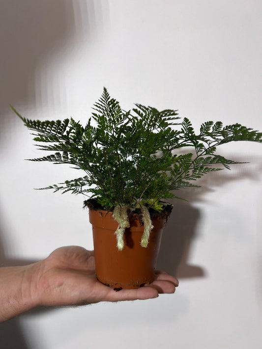 Humata Tyermannii - www.augi - plants.lv