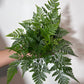 Humata Tyermannii - www.augi - plants.lv