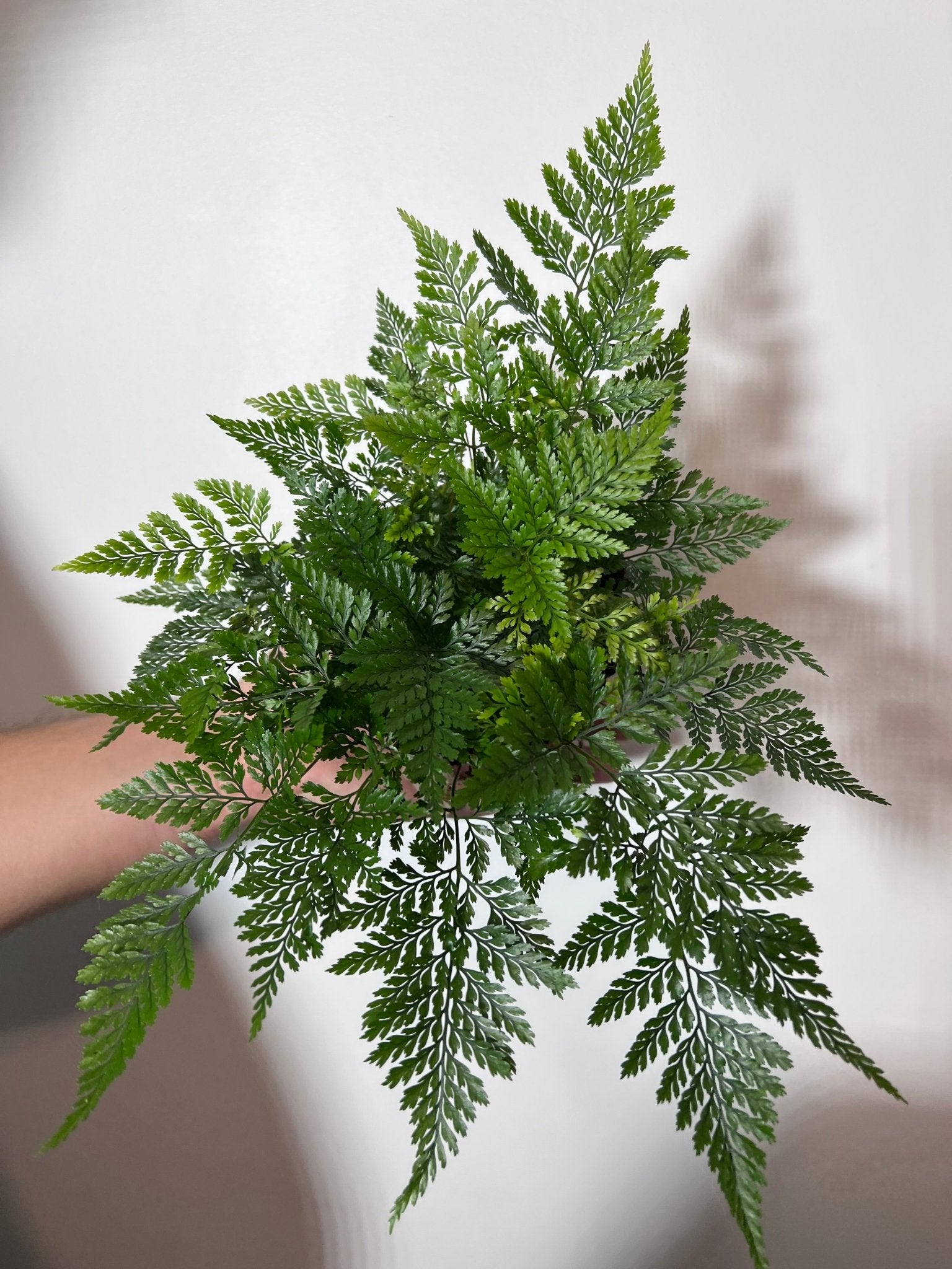 Humata Tyermannii - www.augi - plants.lv