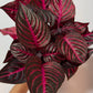 Iresine herbstii Rich Redstar - www.augi-plants.lv