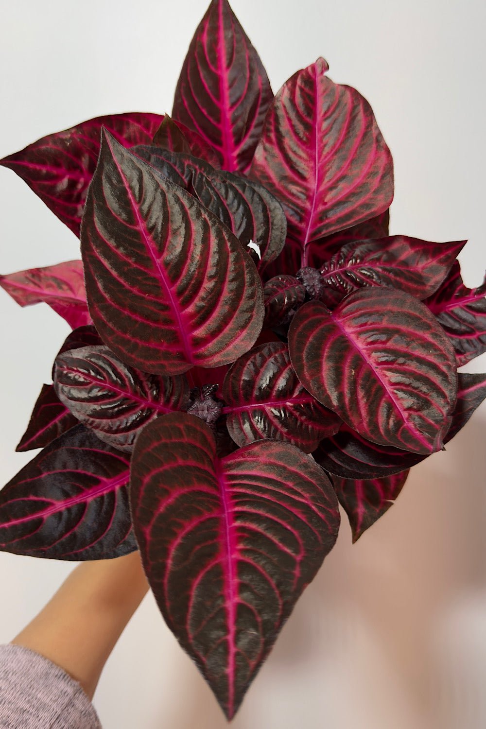 Iresine herbstii Rich Redstar - www.augi - plants.lv