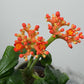 Jatropha Podagrica - www.augi - plants.lv