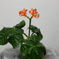 Jatropha Podagrica - www.augi - plants.lv