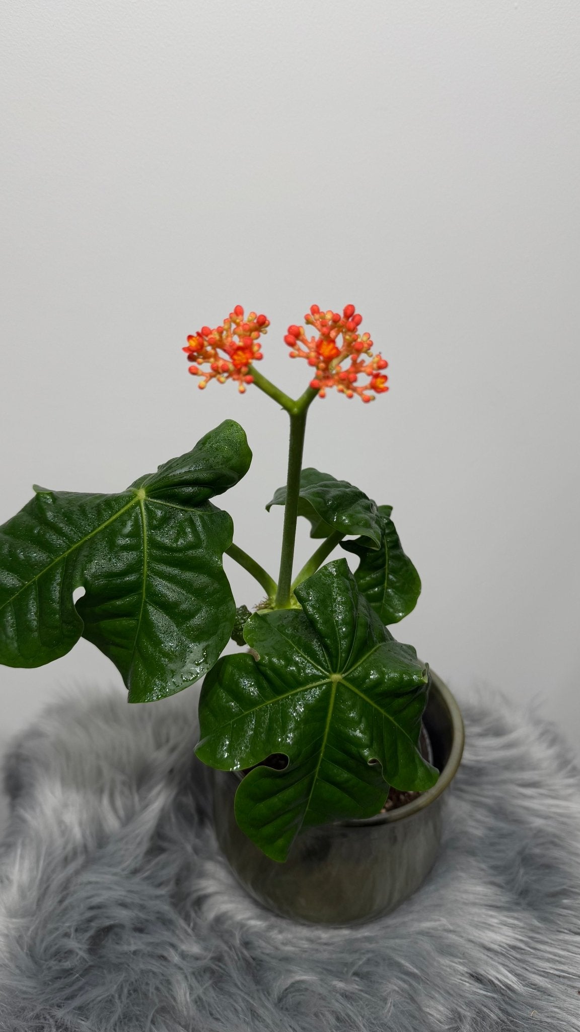 Jatropha Podagrica - www.augi - plants.lv
