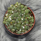 Lithops 3 - www.augi - plants.lv