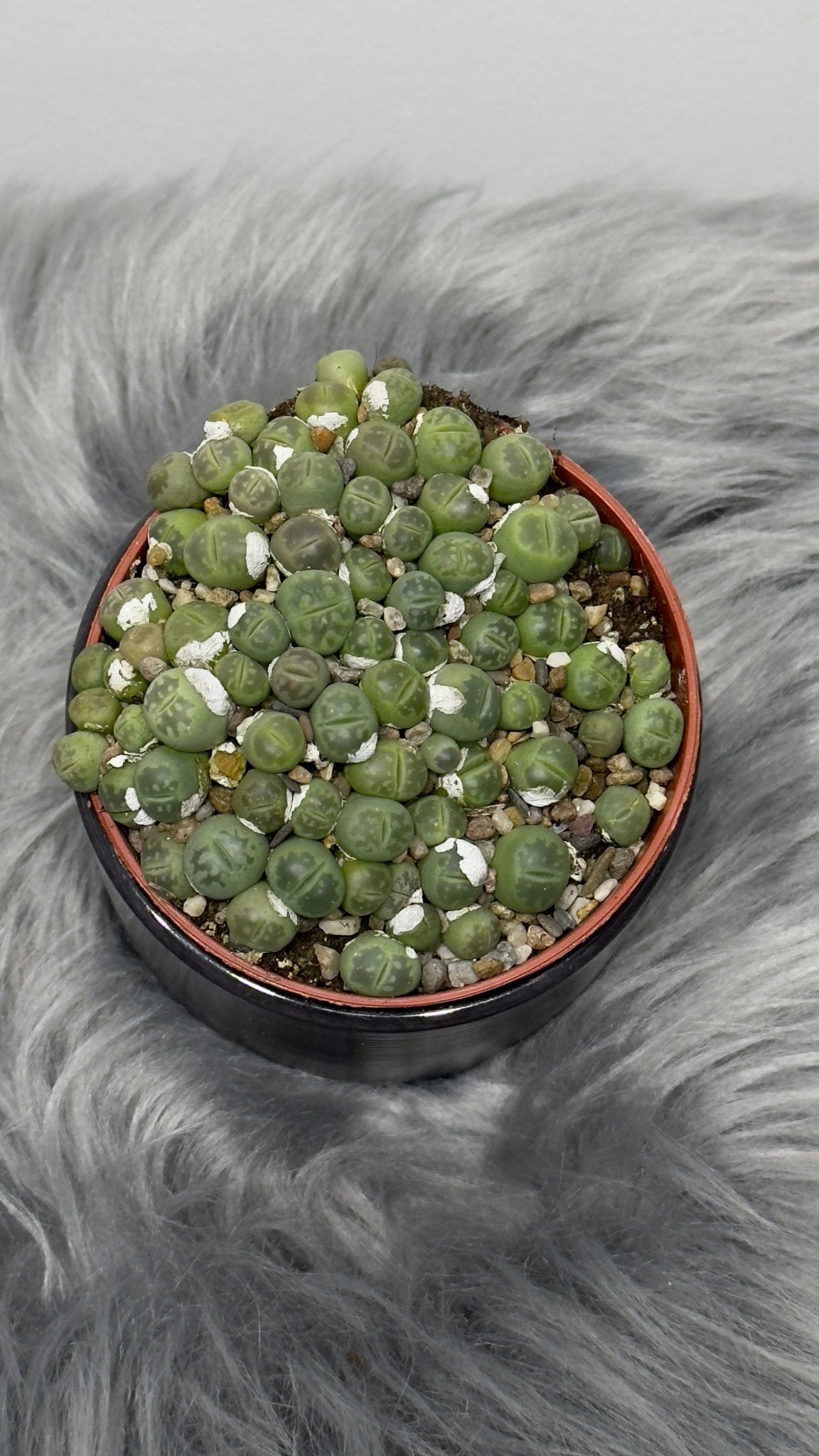 Lithops 3 - www.augi - plants.lv