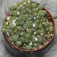 Lithops 3 - www.augi - plants.lv